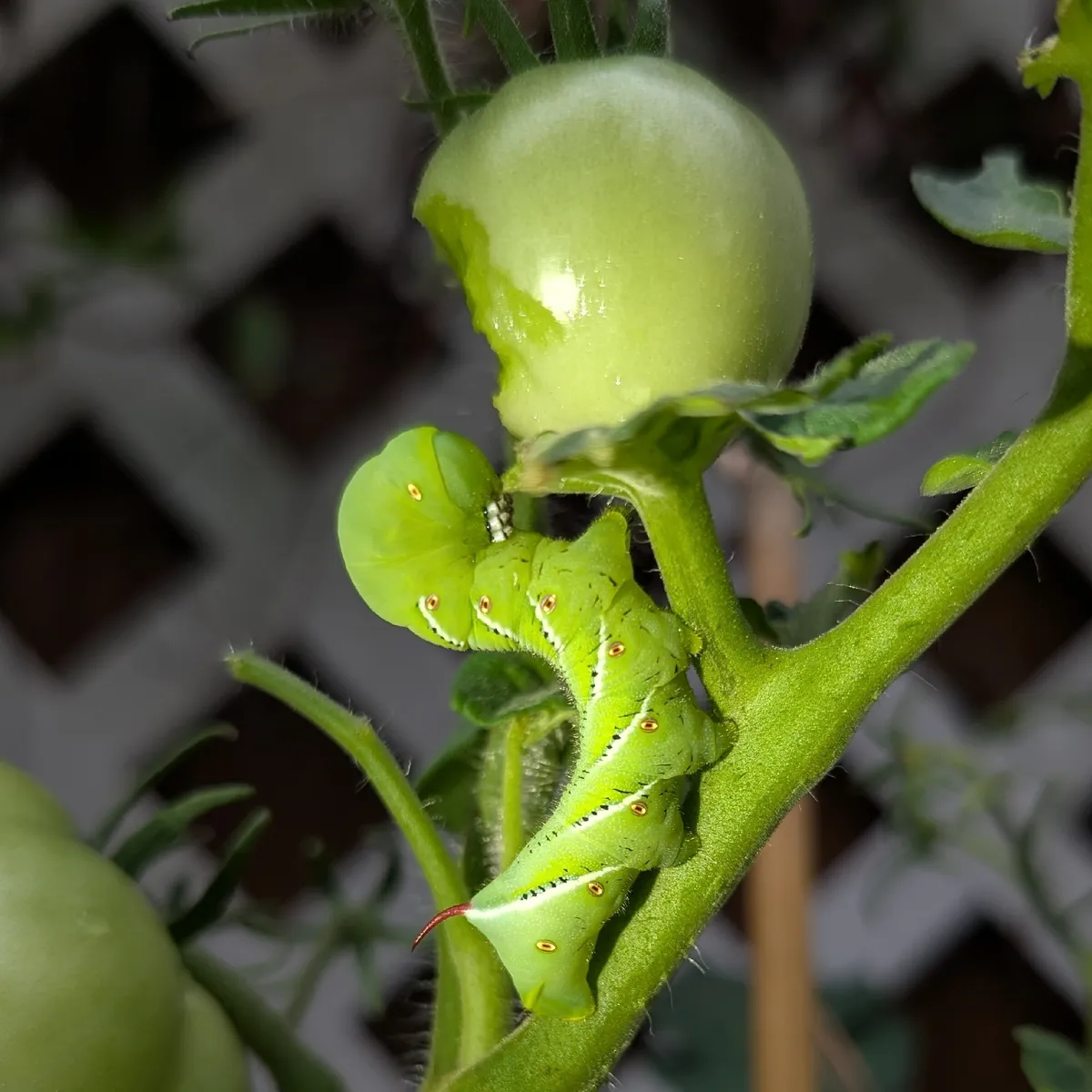 Bright green tobacco hornworm with a curved red horn and diagonal white lines curled on a tomato stem just below a green tomato with a large bite out of its side