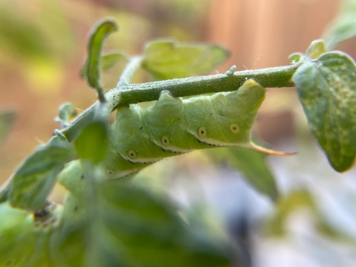 Pale green tobacco hornworm hanging under a tomato stem, white diagonal lines edged in black along its side and a curved reddish horn at its rear