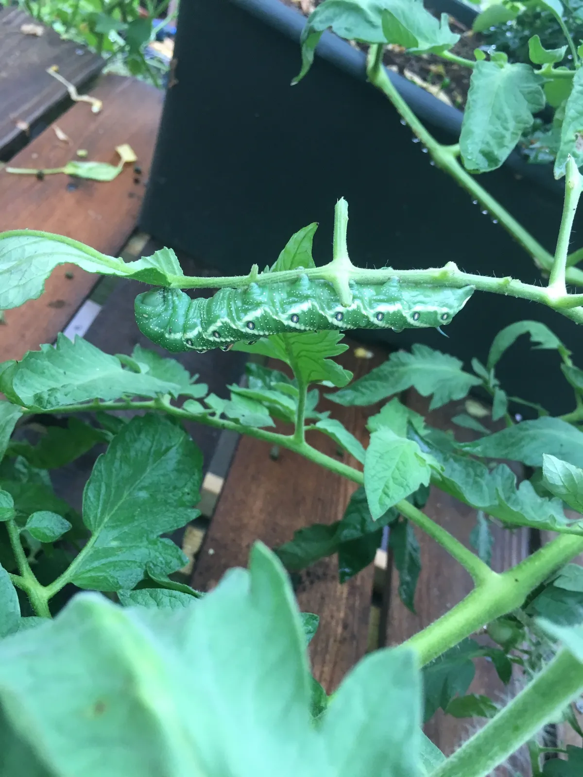 Green tomato hornworm hanging under a tomato stem among tomato leaves, a row of white V-shaped marks along its side, with a dark planter and deck boards behind
