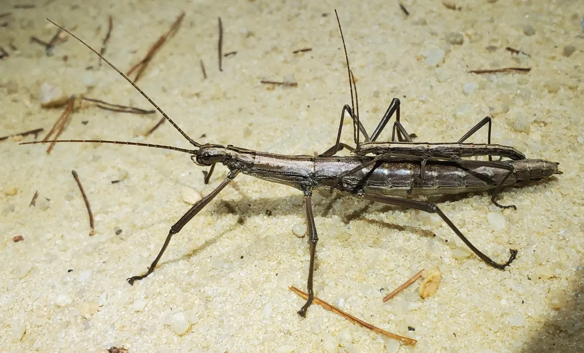 Two dark, striped walkingsticks on pale sand scattered with pine needles, seen from the side, a smaller one riding on the back of a larger one