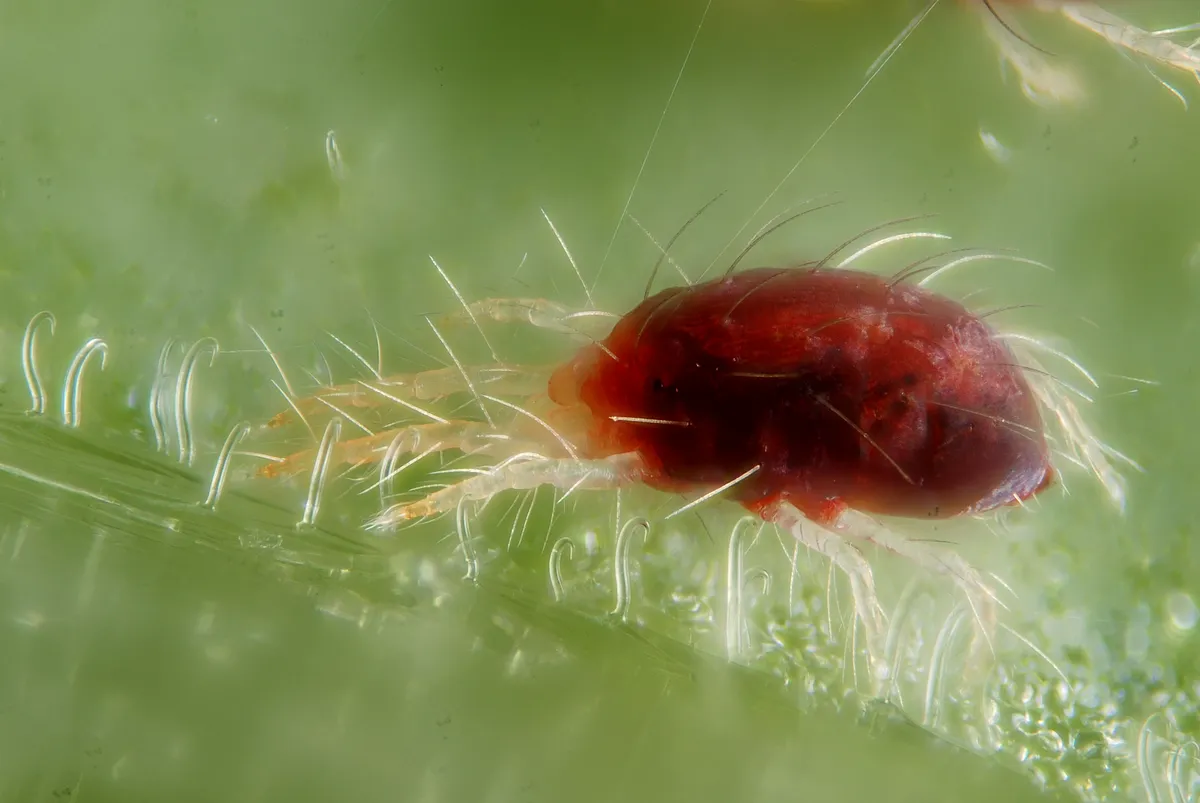 Red form female twospotted spider mite with long bristles on a bean leaf