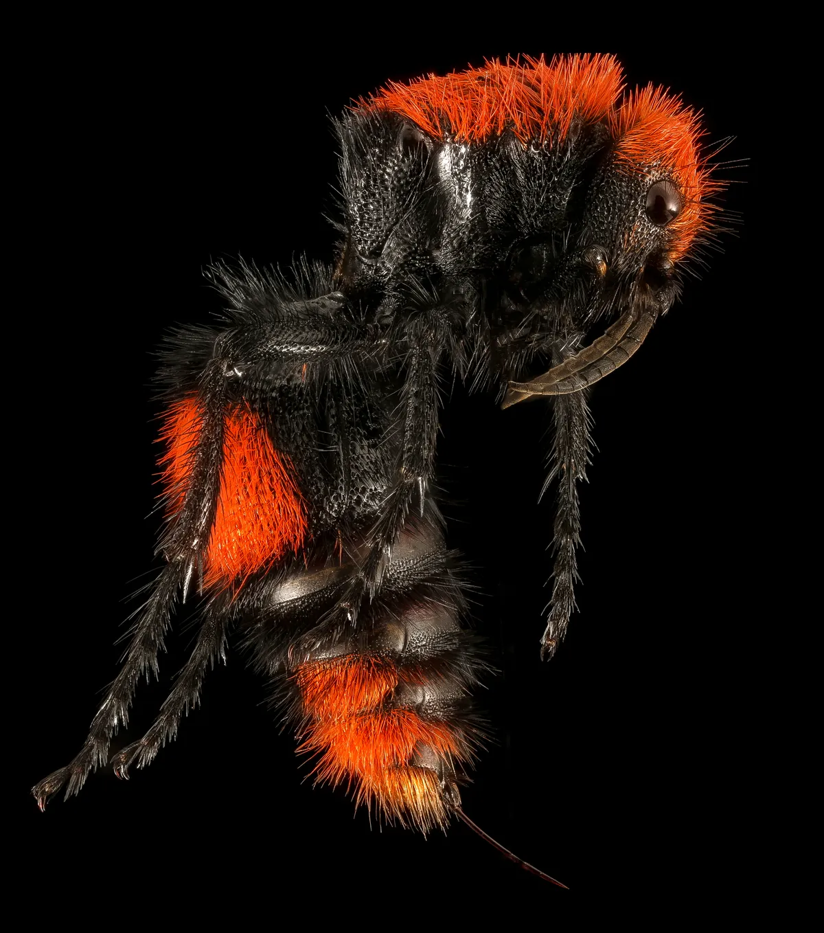 Side view of a fuzzy, wingless red-and-black velvet ant with long, spiny legs, on a black background