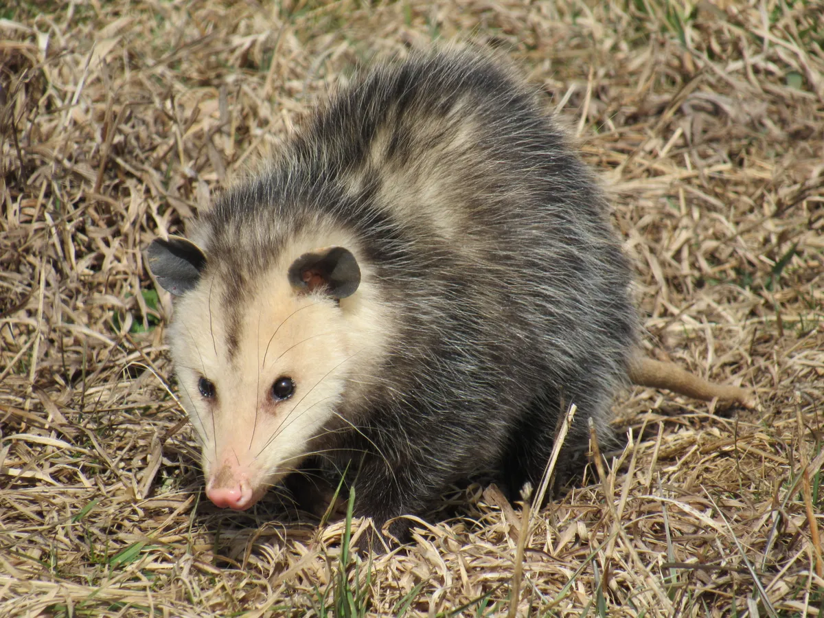 A Virginia opossum on dry grass: shaggy gray fur, a white face with a pink nose, dark eyes, black ears and a bare tail