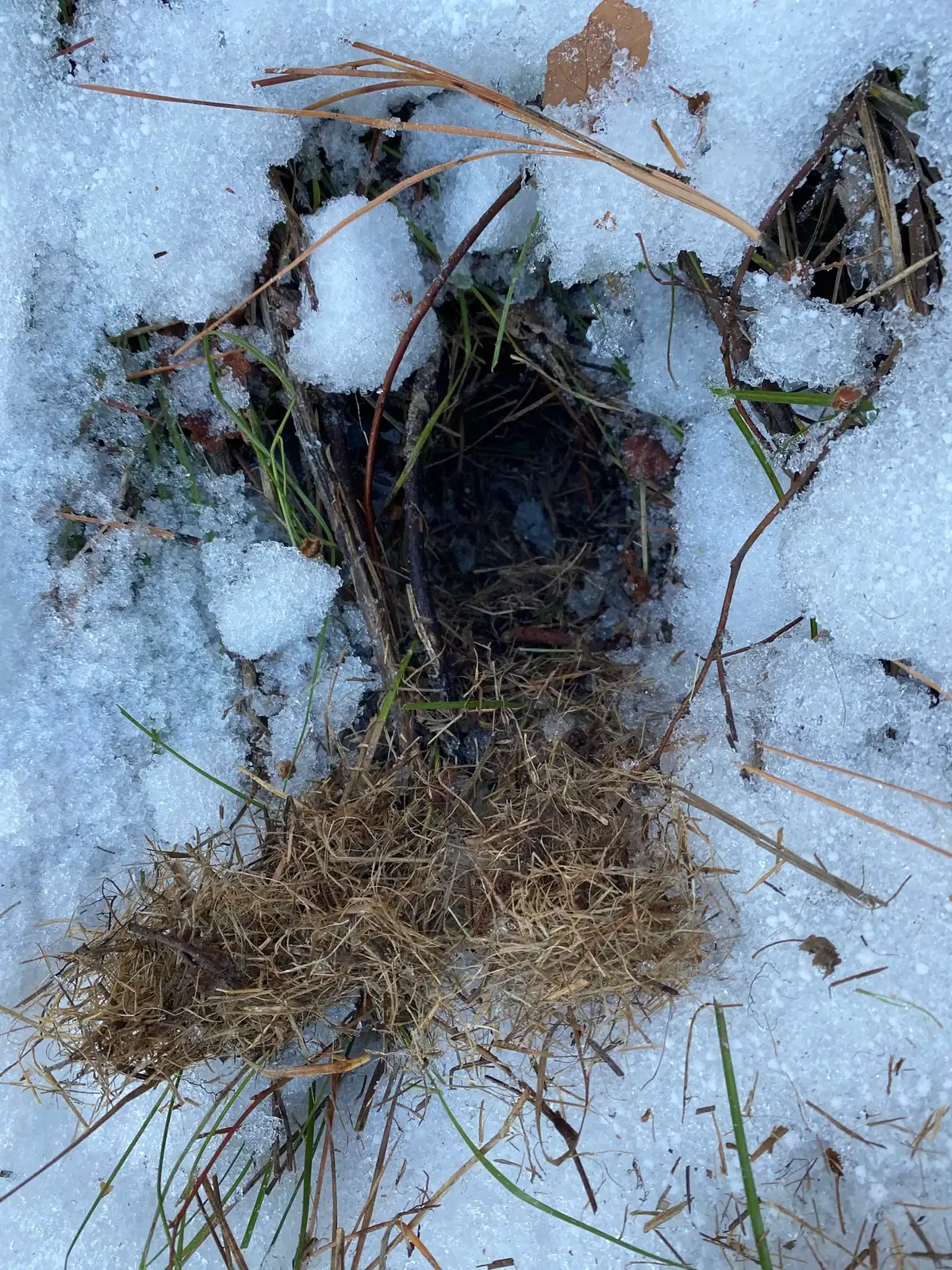 Grass-lined hole in melting snow with tufts of dry nest grass