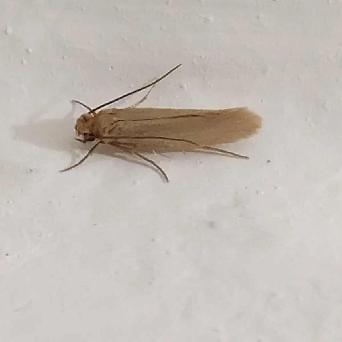 Adult webbing clothes moth resting on a white wall: a small, narrow, golden-buff moth with long antennae and its wings folded flat along its body