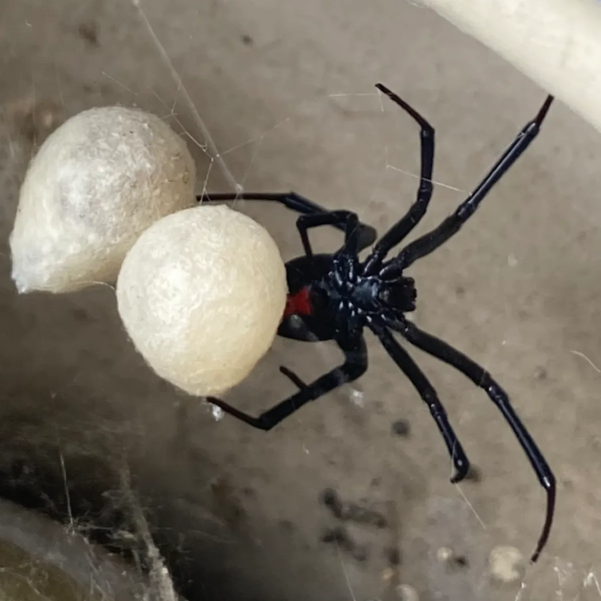 Glossy black widow with a red hourglass hanging beside two smooth, cream-colored egg sacs in a corner web