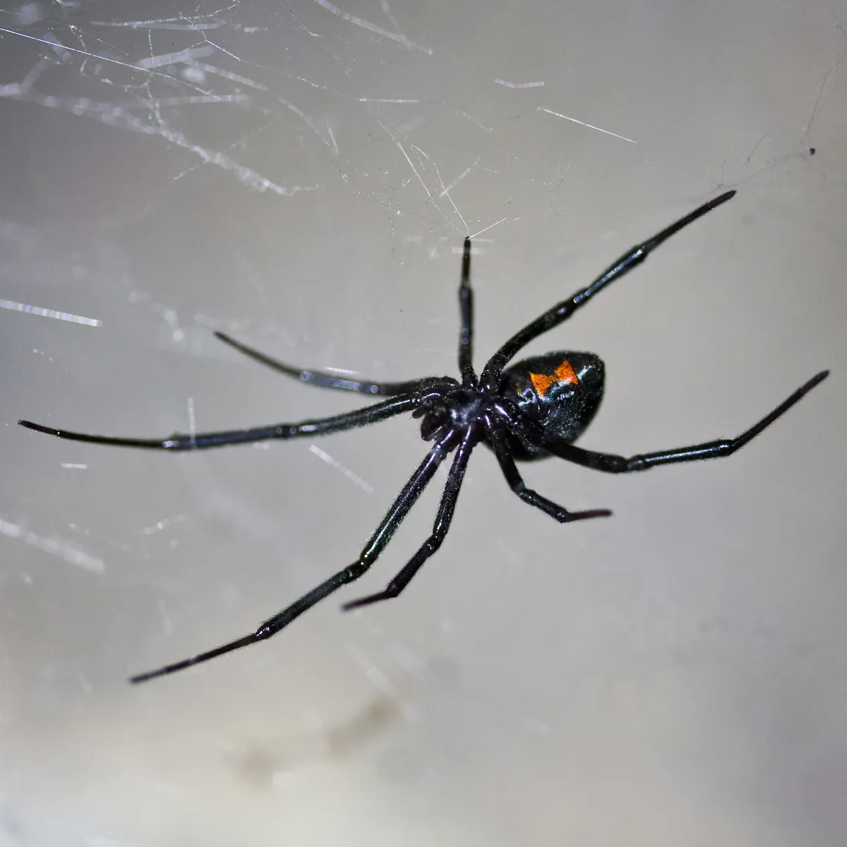 Female western black widow hanging in a tangled web, a jet black spider with an orange-red hourglass on her abdomen