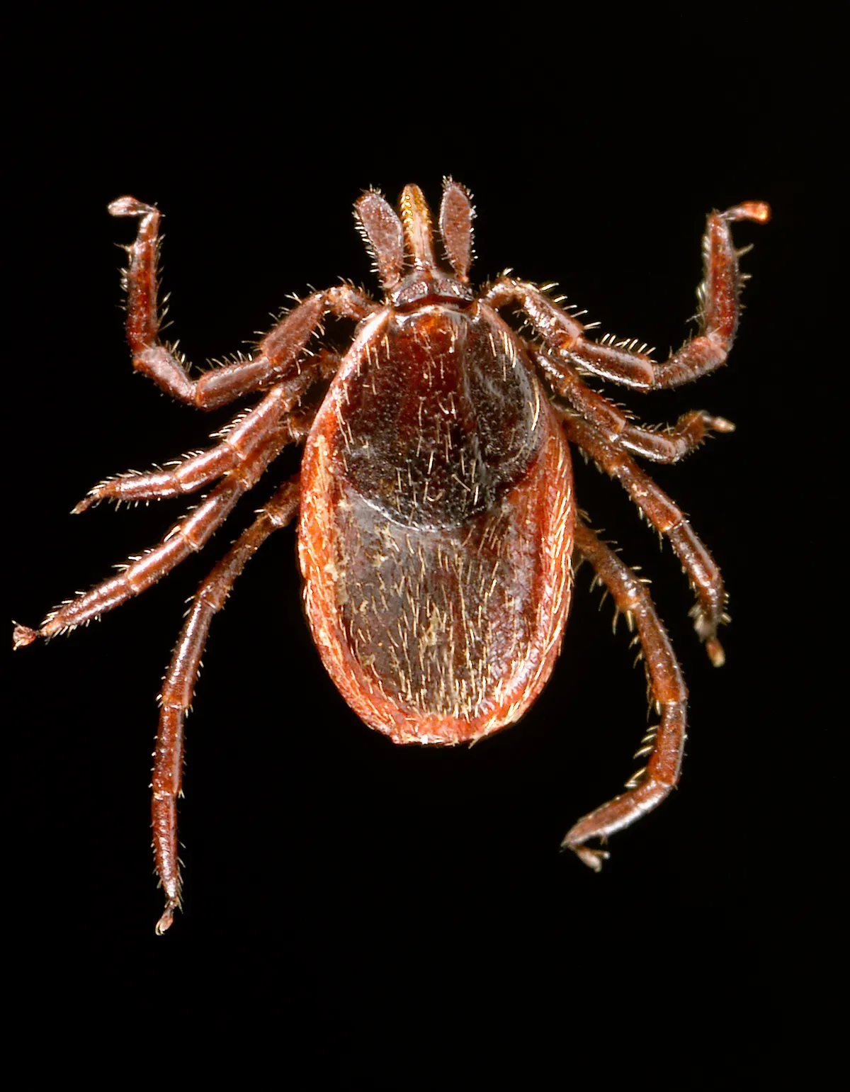 Adult female western blacklegged tick seen from above against a black background, with a dark shield behind the head and a reddish-brown body and legs