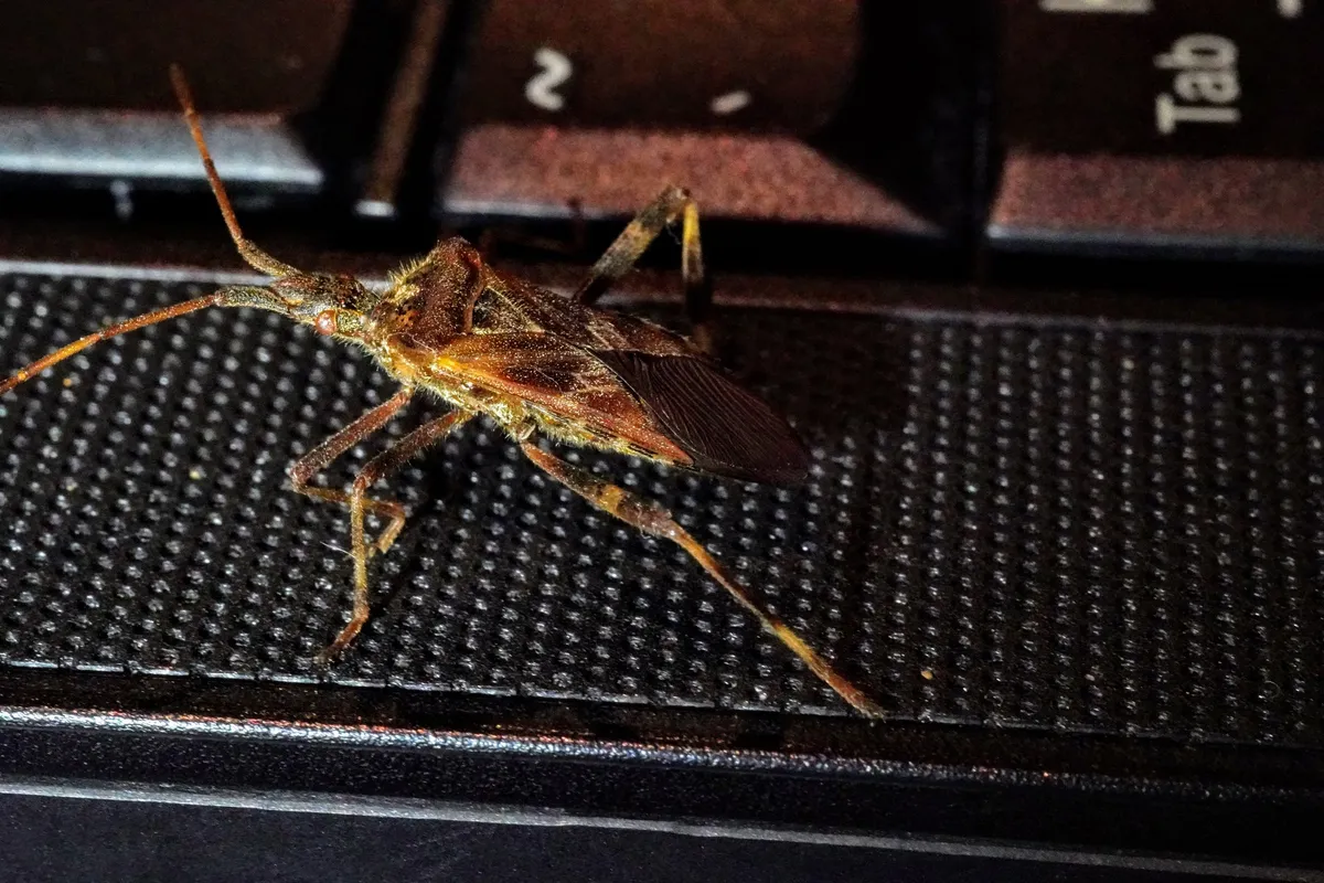 Western conifer seed bug, a long reddish-brown bug with long antennae and long legs, standing beside the keys of a black computer keyboard