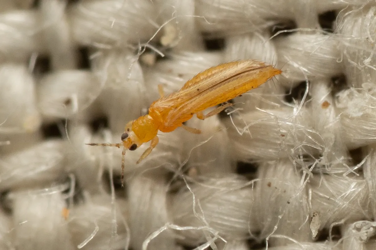 Slender yellow-orange western flower thrips adult with narrow fringed wings folded along its back, on white woven cloth