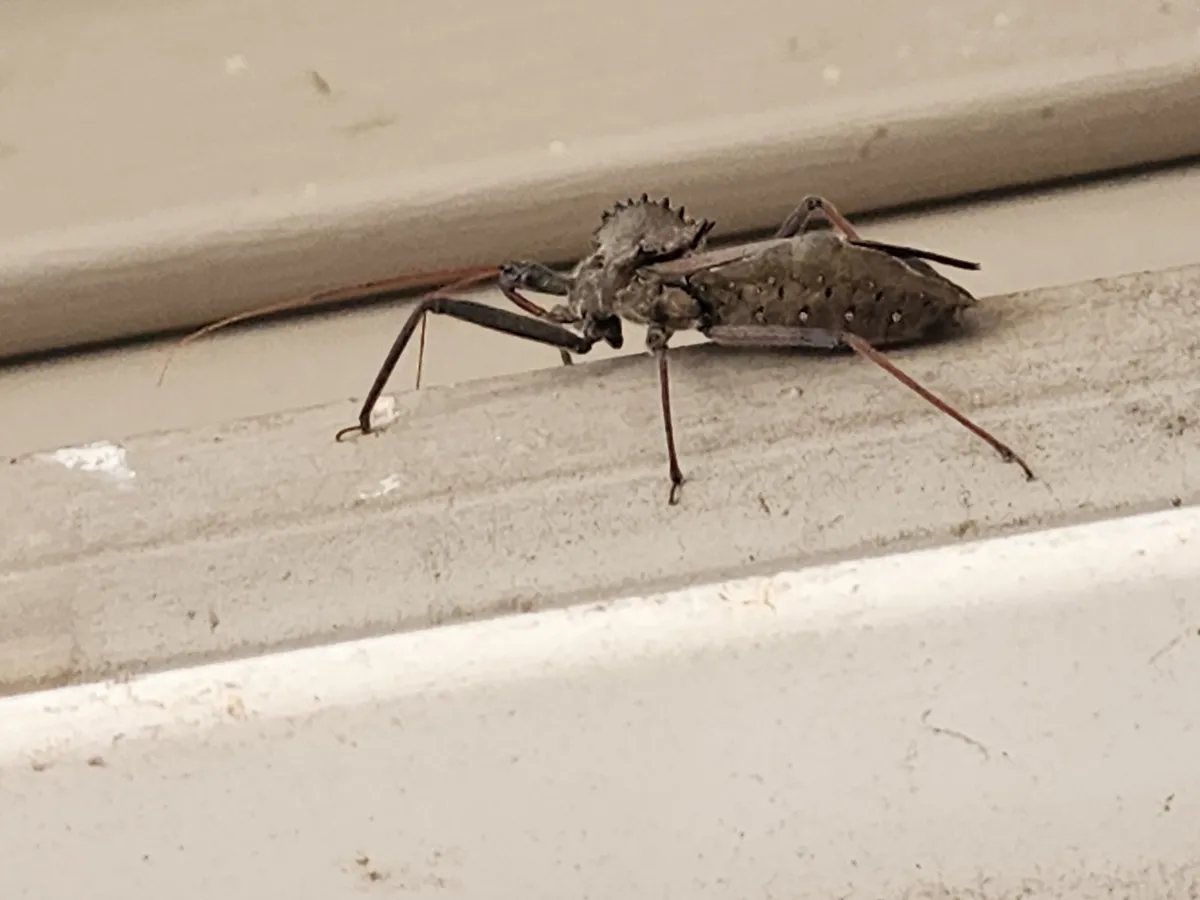 Side view of a gray-brown wheel bug with a spiky half-wheel crest and long, thin legs on a white painted door frame