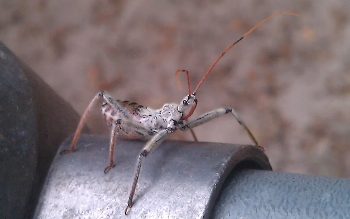 Gray, mottled wheel bug nymph with long legs and long orange antennae standing on the rail of a metal chain-link fence