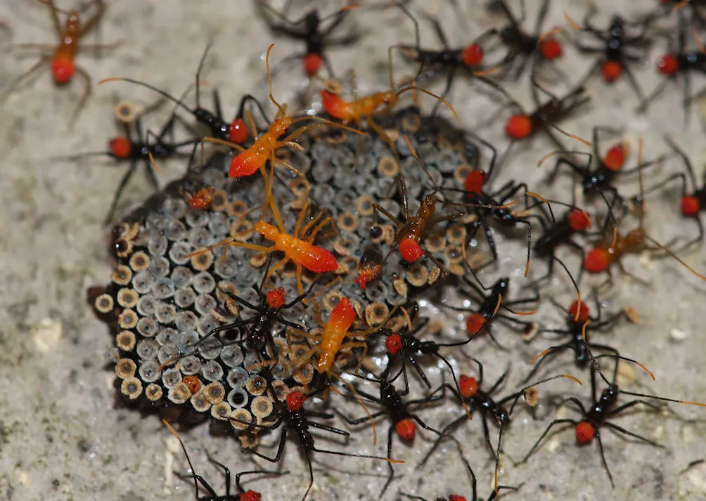 Dozens of tiny newly hatched bugs with bright red abdomens and long black legs, a few pale orange, crowded around a gray mass of small barrel-shaped eggs