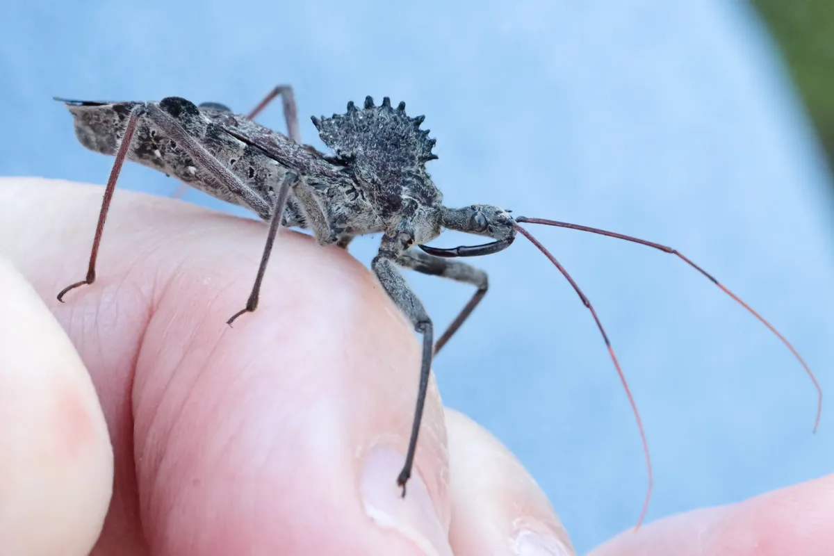 Side view of an adult wheel bug on a person's fingertips, showing its toothed crest, the curved beak held under the head and long reddish antennae