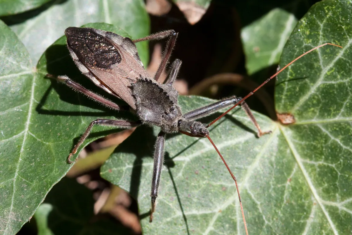 Gray wheel bug on ivy leaves with a raised, toothed crest on its back, long legs and long reddish antennae