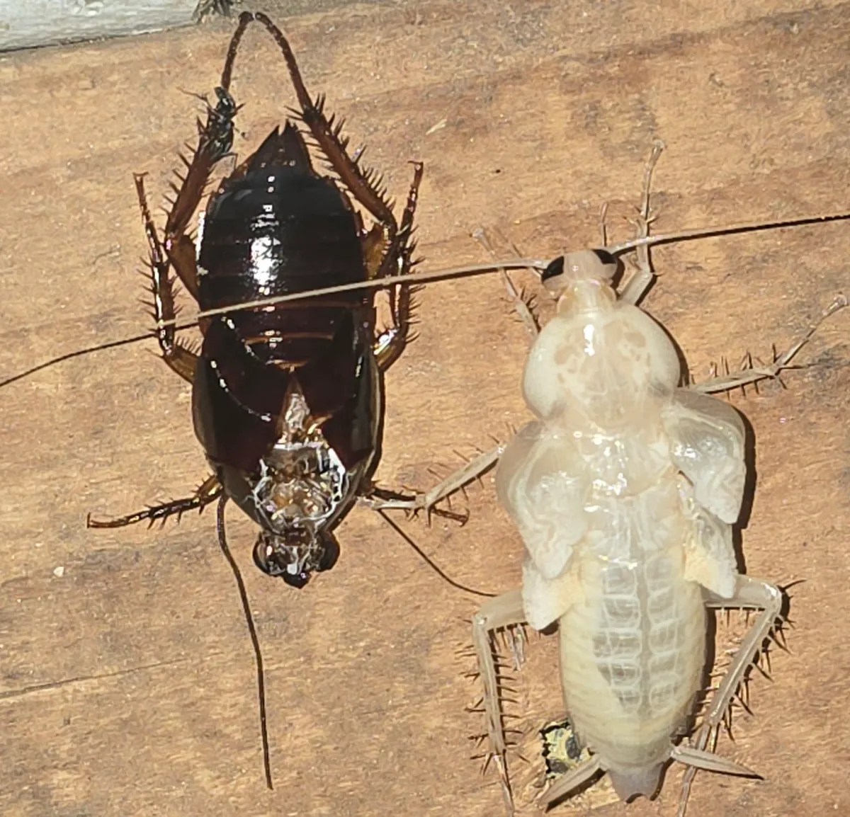 Cream-white cockroach with dark eyes and small crumpled wings on a wooden board, beside a dark reddish-brown cast skin split open behind the head