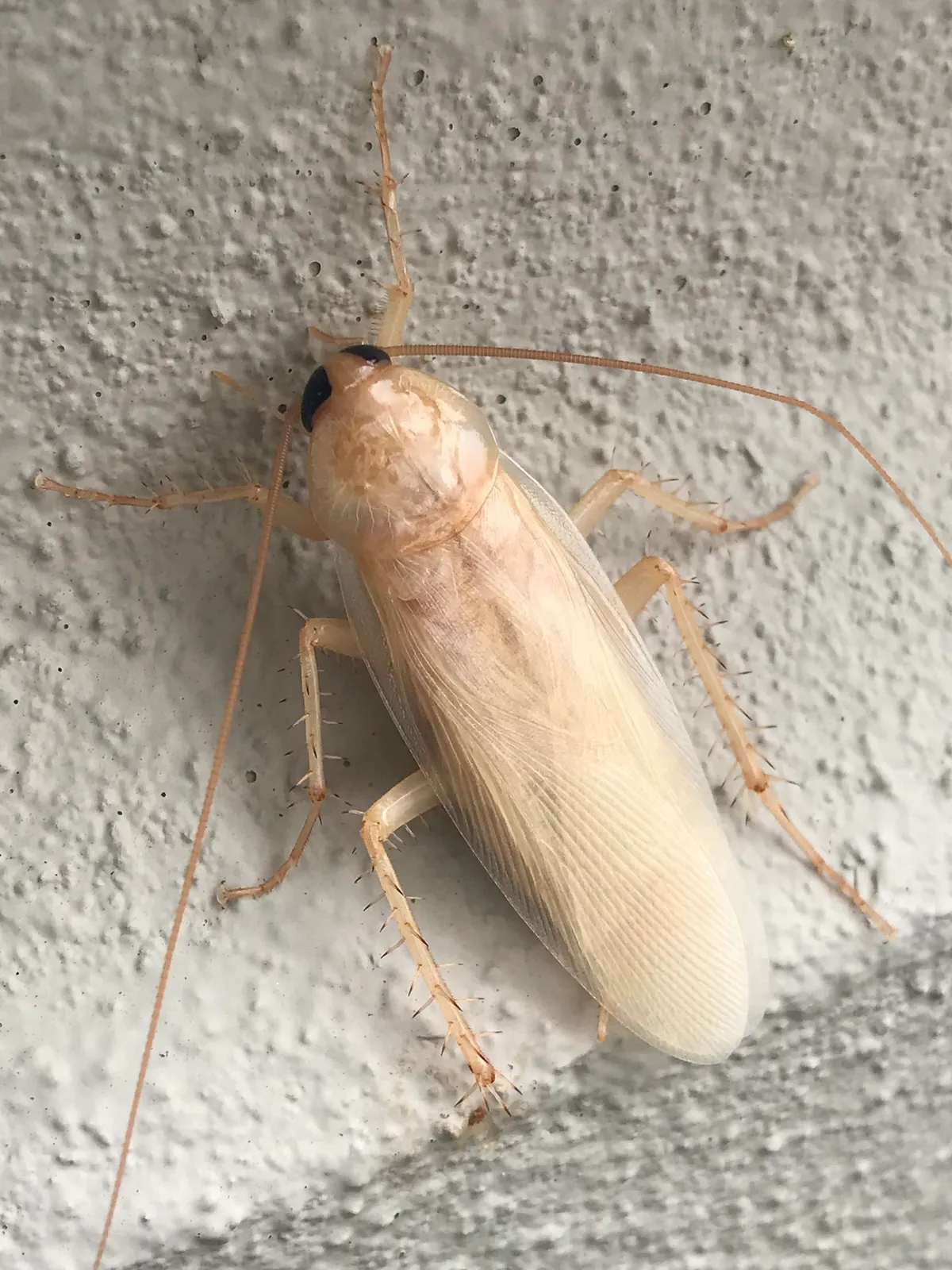 Cream-white adult cockroach with black eyes, long antennae and fully expanded pale wings, seen from above on a rough gray stucco wall