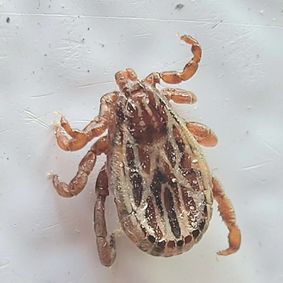 Adult winter tick seen from above on a white surface, its back covered in a cream and dark brown pattern, with reddish-orange legs