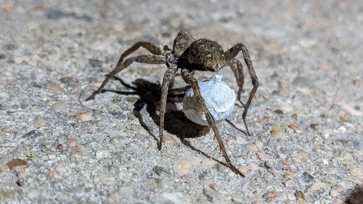 Side view of a brown wolf spider standing on pale concrete, holding a round white egg sac under the rear of its abdomen