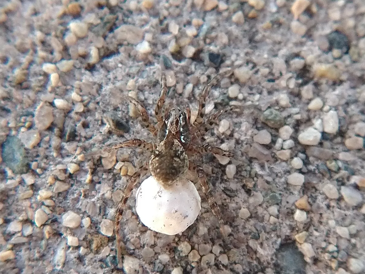 Small gray-brown wolf spider on gravel seen from above, with a round white egg sac held under the rear of its body