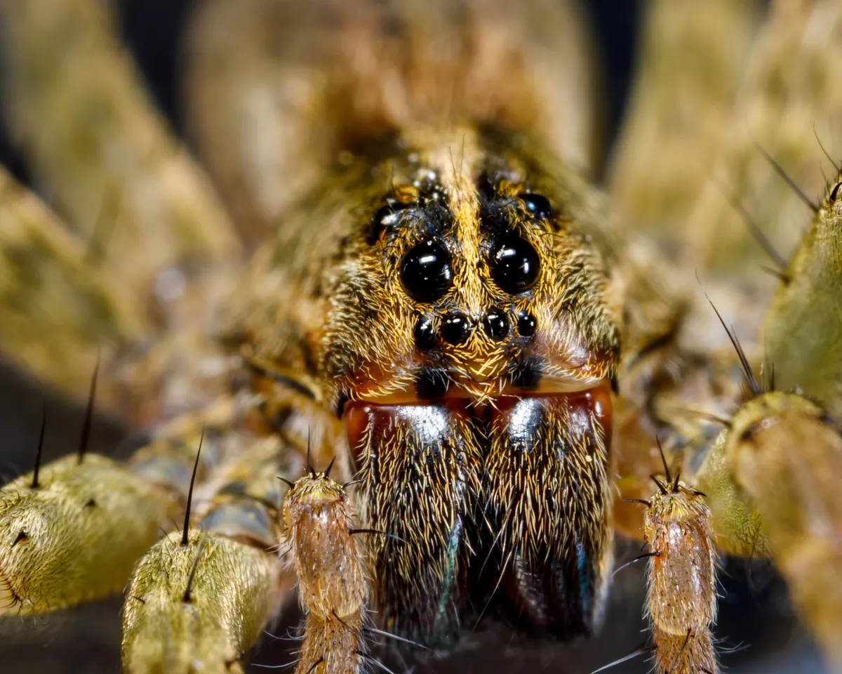 Face-on close-up of a young wolf spider's hairy tan and brown head, with two large glossy black eyes above a row of four small eyes, two more eyes set back at the upper sides, and fangs below