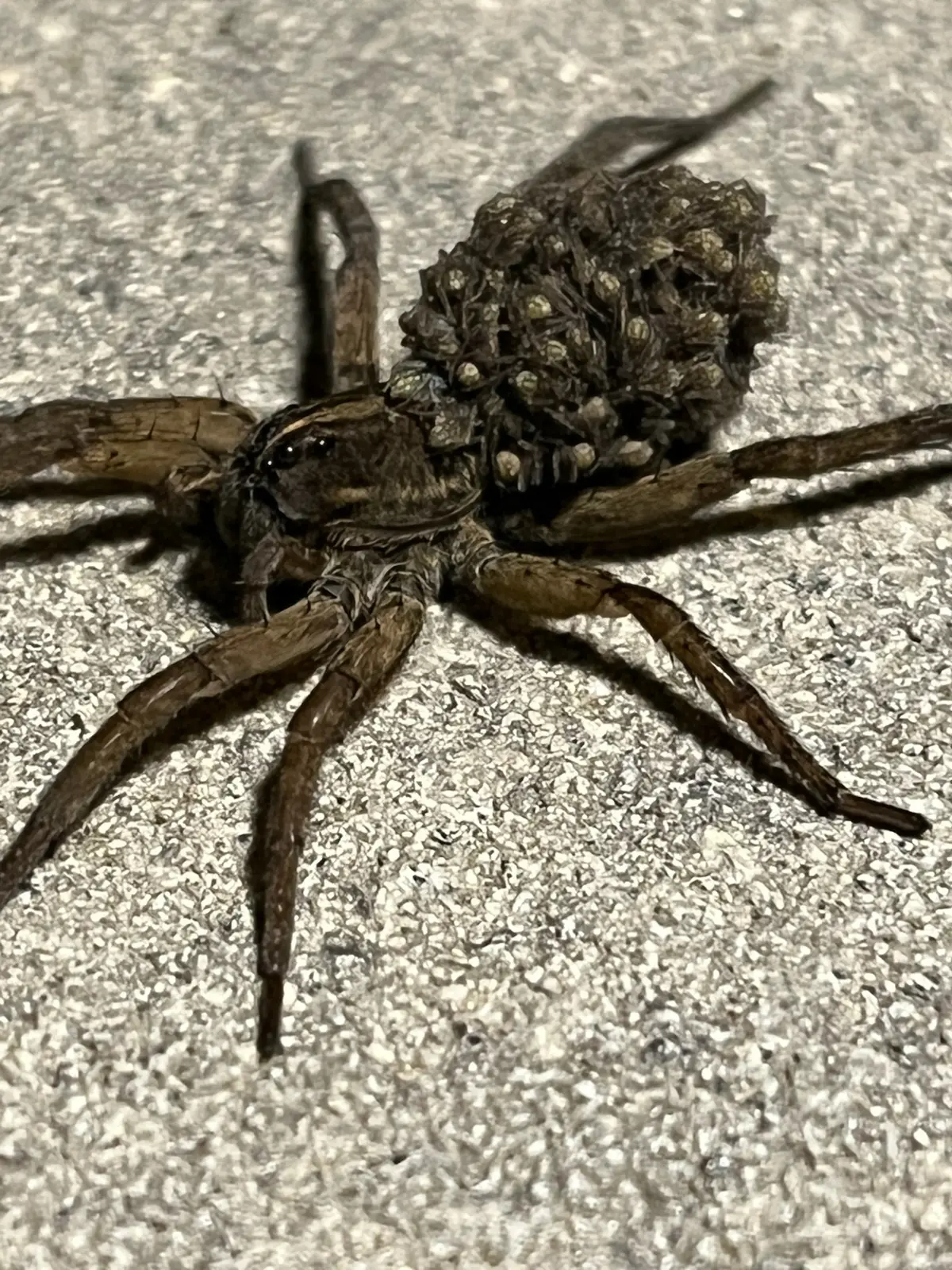 Brown wolf spider on concrete with dozens of pale-spotted spiderlings massed on its abdomen and two large dark eyes on the front of its head