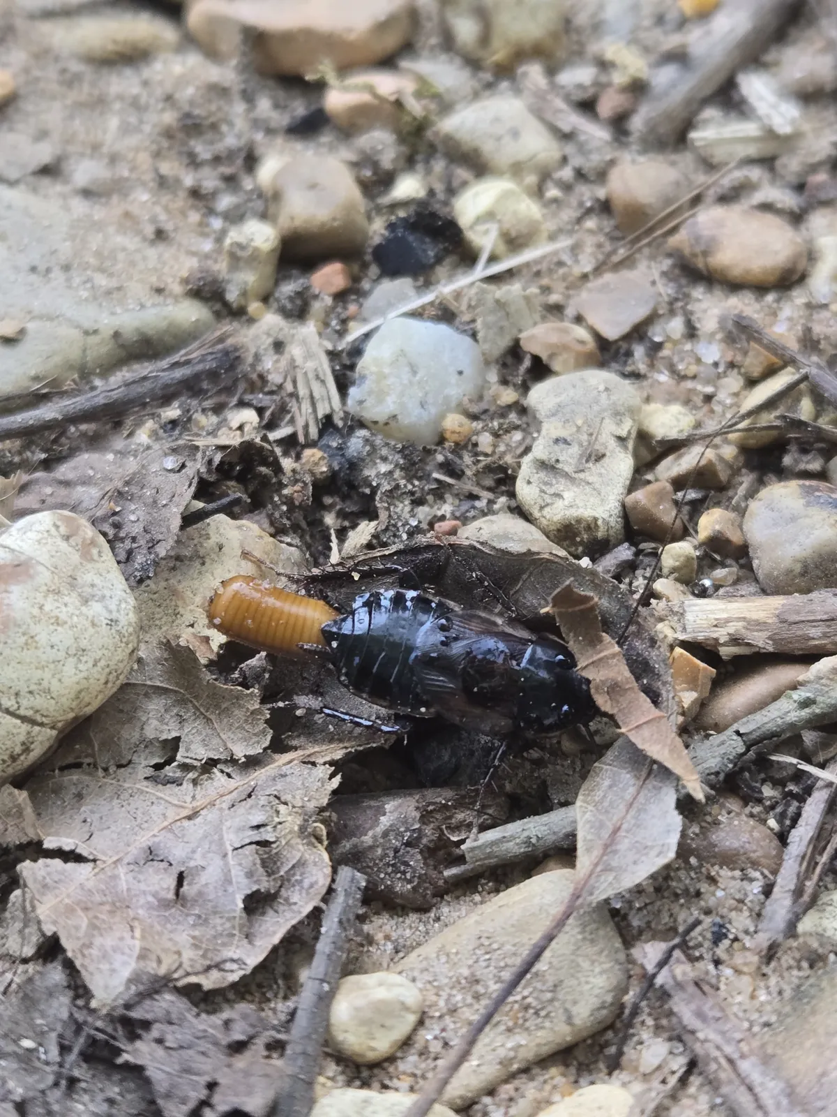 Glossy black wood cockroach with short wings and a bare, ridged abdomen, a tan egg case protruding from its tip, among dry leaves, twigs and gravel