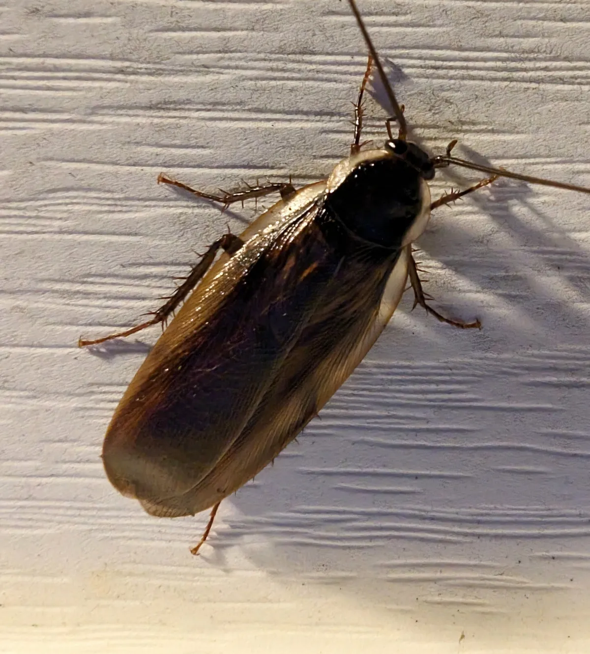 Brown wood cockroach seen from above on white horizontal siding in harsh flash light, its long wings covering the abdomen, with long antennae and spiny legs