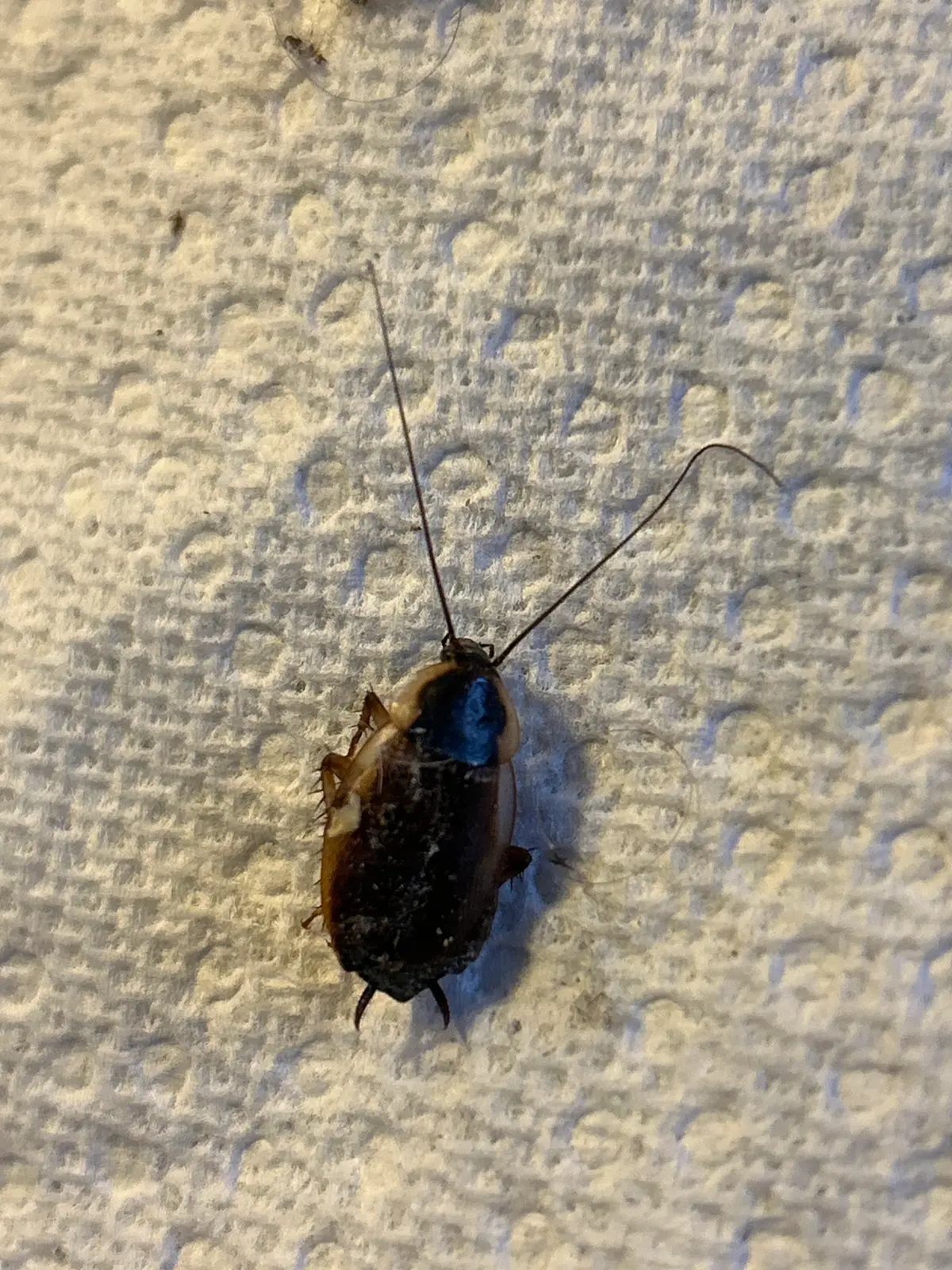 Dead dark brown wood cockroach lying on a white paper towel, seen from above, with long antennae and a pale rim on the shield behind its head