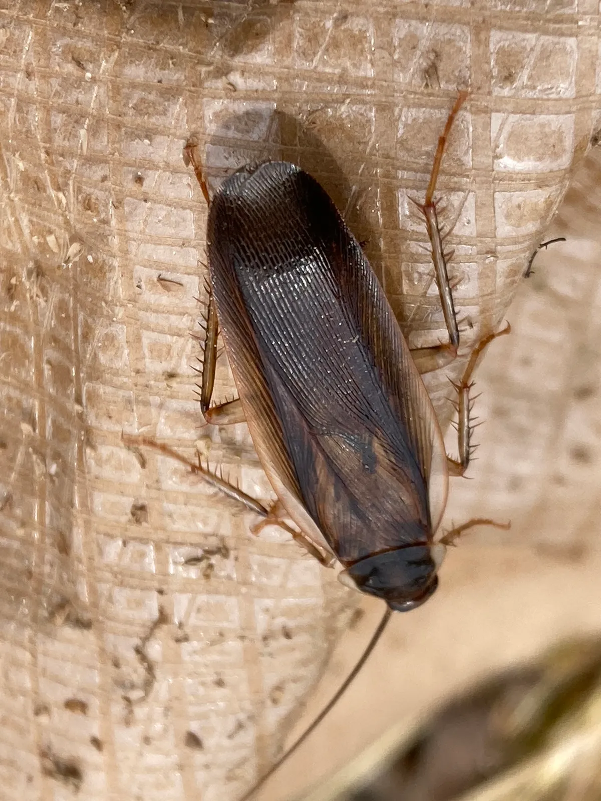 Dark brown male wood cockroach seen from above on a pale, textured surface, its long wings covering the abdomen and the shield behind its head edged in pale cream