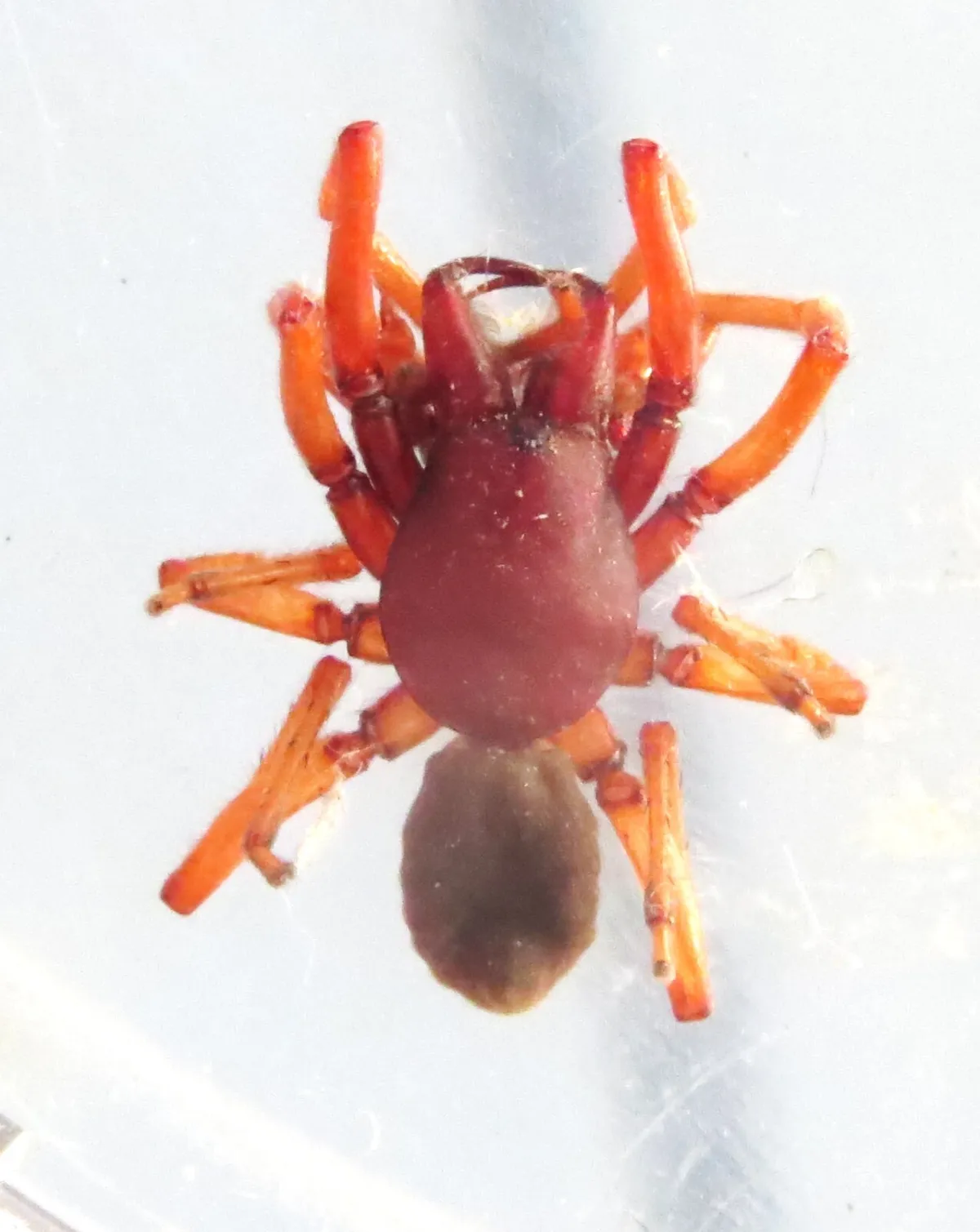 Woodlouse spider seen from above on a white surface, with a dark red front body section, orange-red legs, large reddish jaws at the front and a paler, grayish-brown oval abdomen