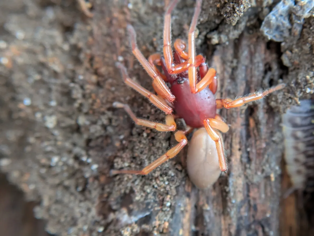 Woodlouse spider on rotting wood, with a shiny red-brown front body section, orange legs and a pale tan abdomen