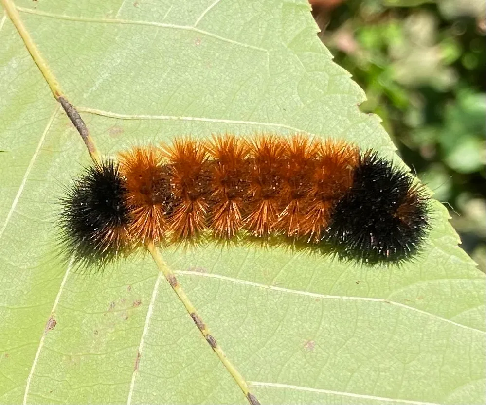 Bristly banded woolly bear caterpillar on a green leaf, black at both ends with a rusty orange middle