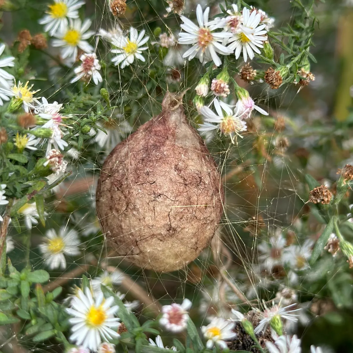 Brown, papery, pear-shaped spider egg sac with a narrow neck at the top, hanging in silk threads among white asters