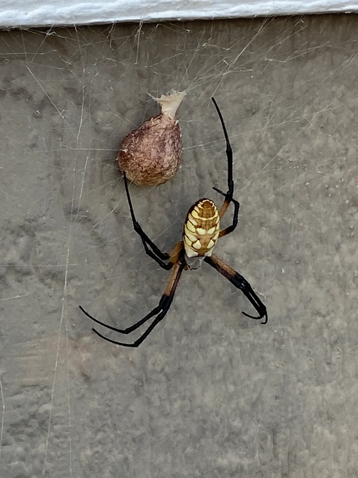 Yellow and black garden spider in its web on gray siding, just below a brown, papery egg sac with a pointed top