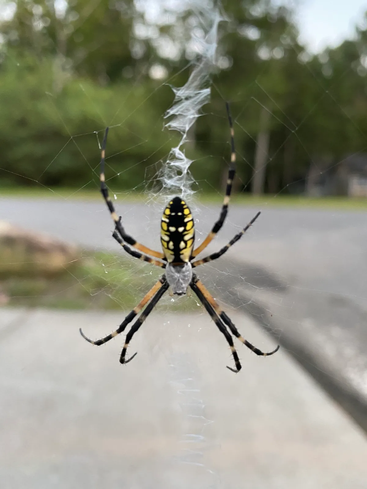 Yellow and black garden spider hanging head down at the center of its web, below a thick white zigzag band of silk