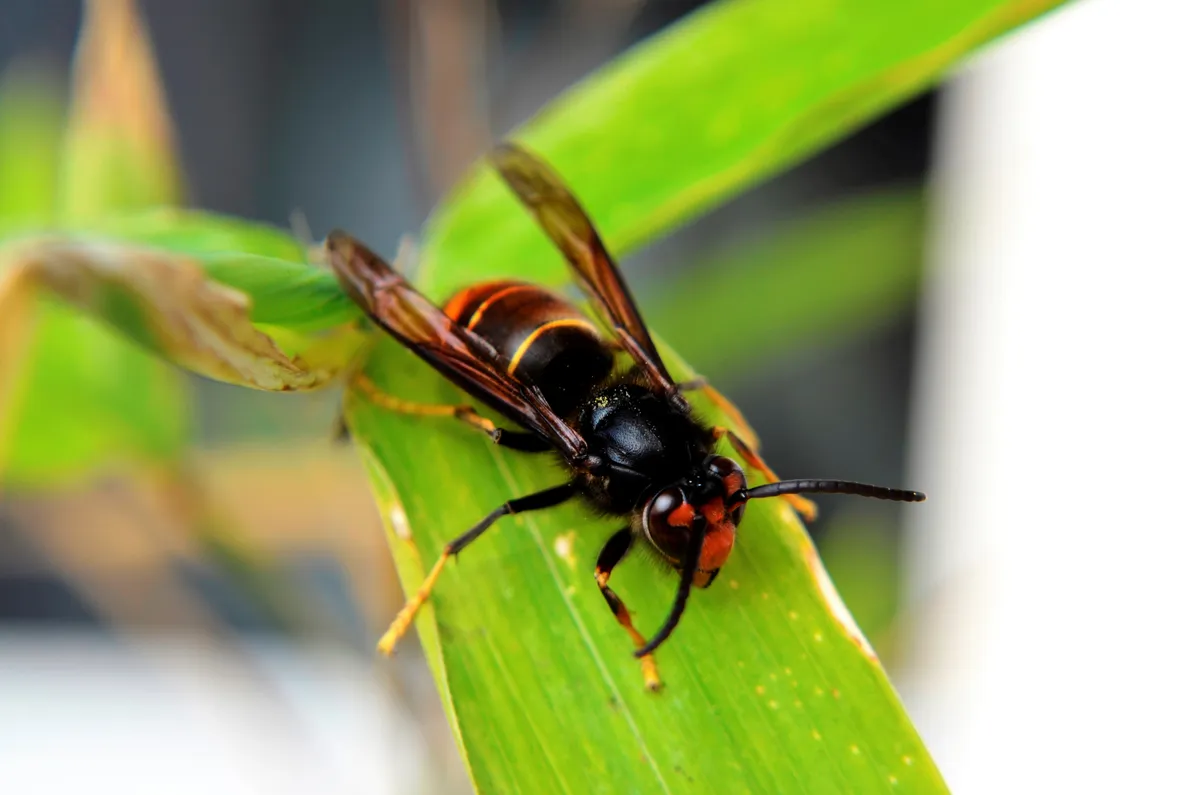 Dark hornet with an orange-brown face, a thin orange band on its black abdomen and yellow lower legs, standing on a green bamboo leaf