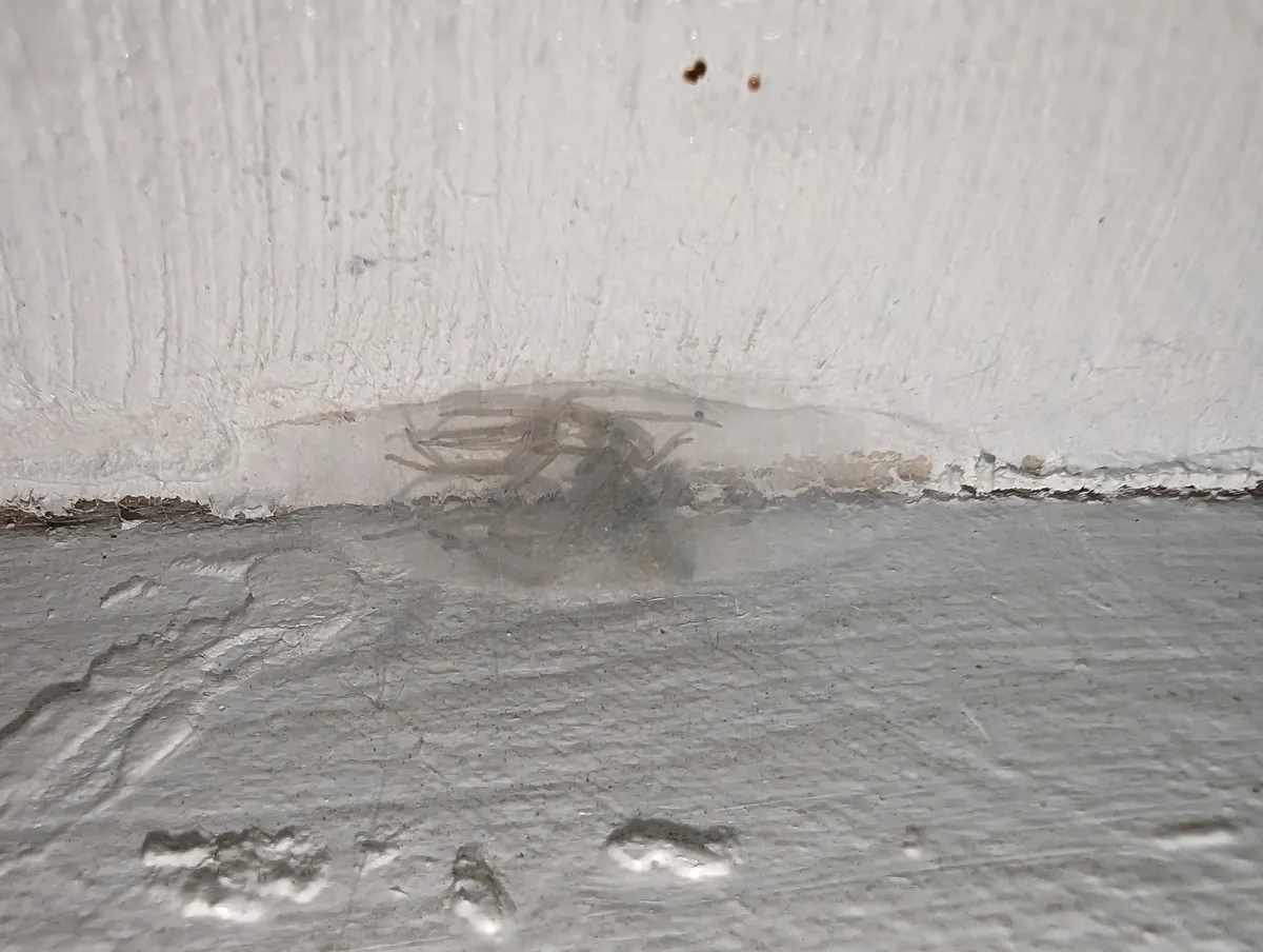 Flat, see-through silk sac spun into the angle where a white-painted wall meets a gray ledge, with a sac spider's folded legs and dark body showing through the silk