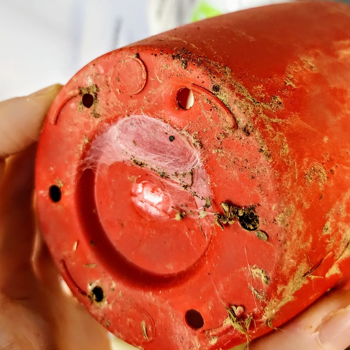 Hand holding a red plastic flowerpot upside down, with a patch of dense white silk spun across the bottom beside a drainage hole and crumbs of soil