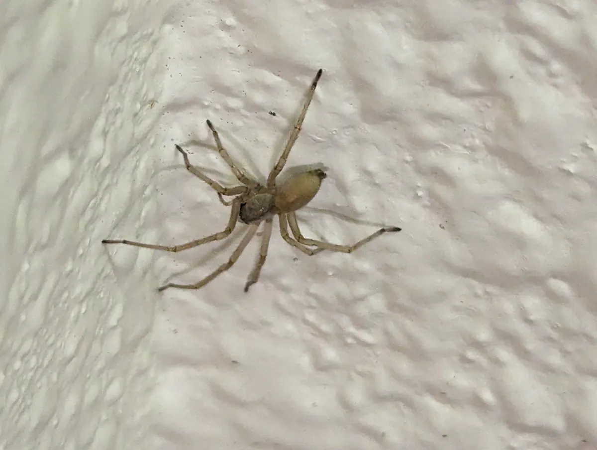 Pale yellowish sac spider with long, thin legs and dark foot tips spread across a textured white wall beside an outside corner