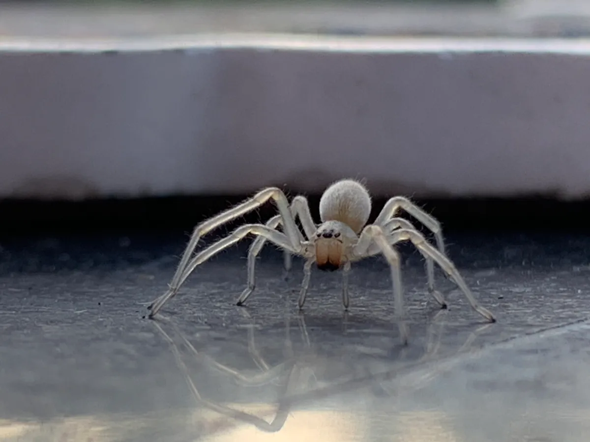 Pale cream yellow sac spider standing on a smooth gray surface, seen from the front, with orange-brown mouthparts and dark tips on its feet