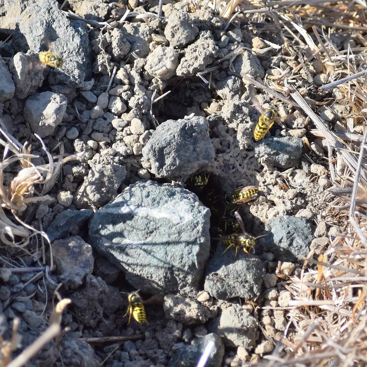 Yellowjackets gathered at the entrance of a ground nest among rocks and dry grass