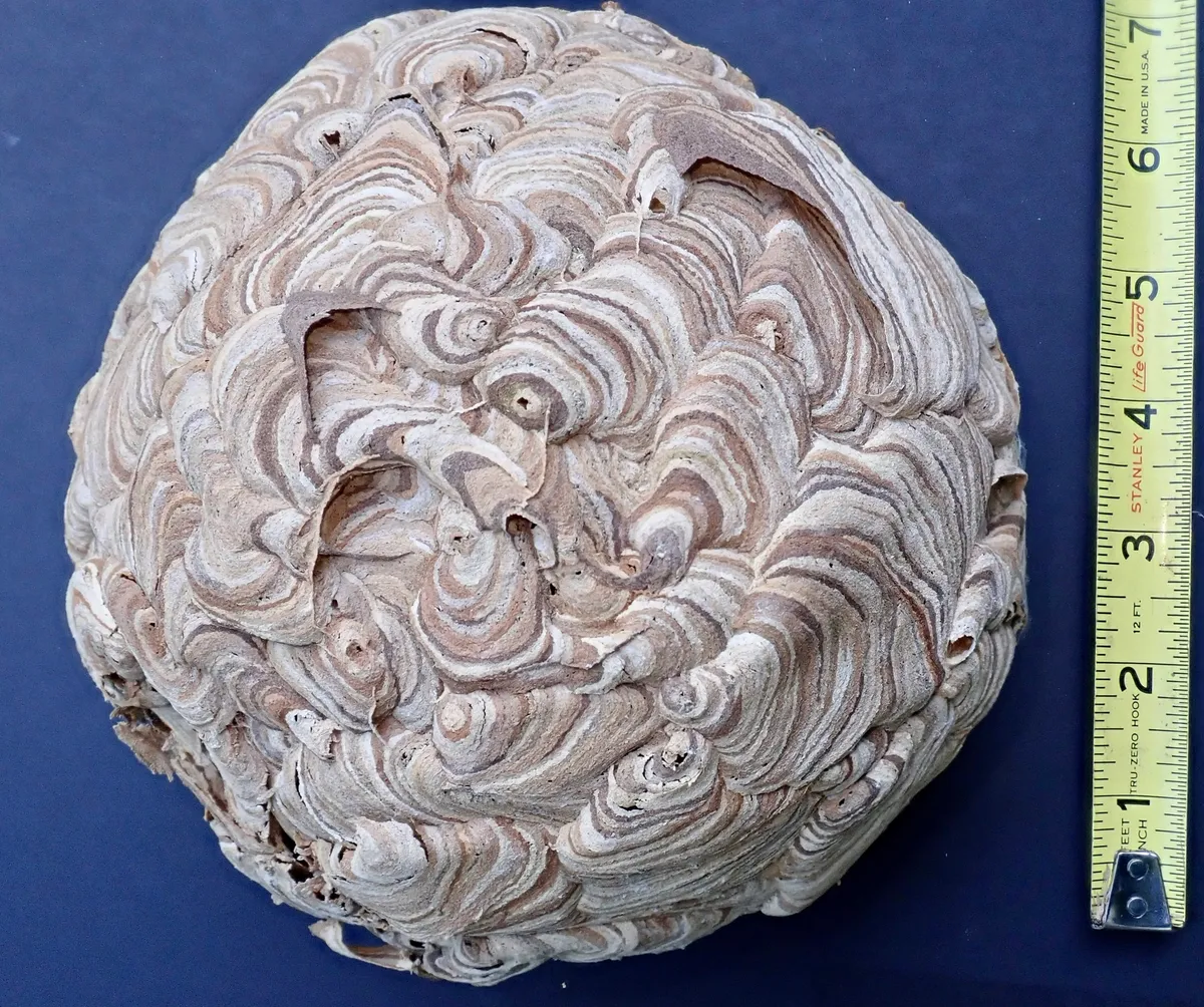 Round, empty paper nest covered in swirled tan, gray and white bands, about 7 inches across, on a dark blue backdrop beside a yellow tape measure