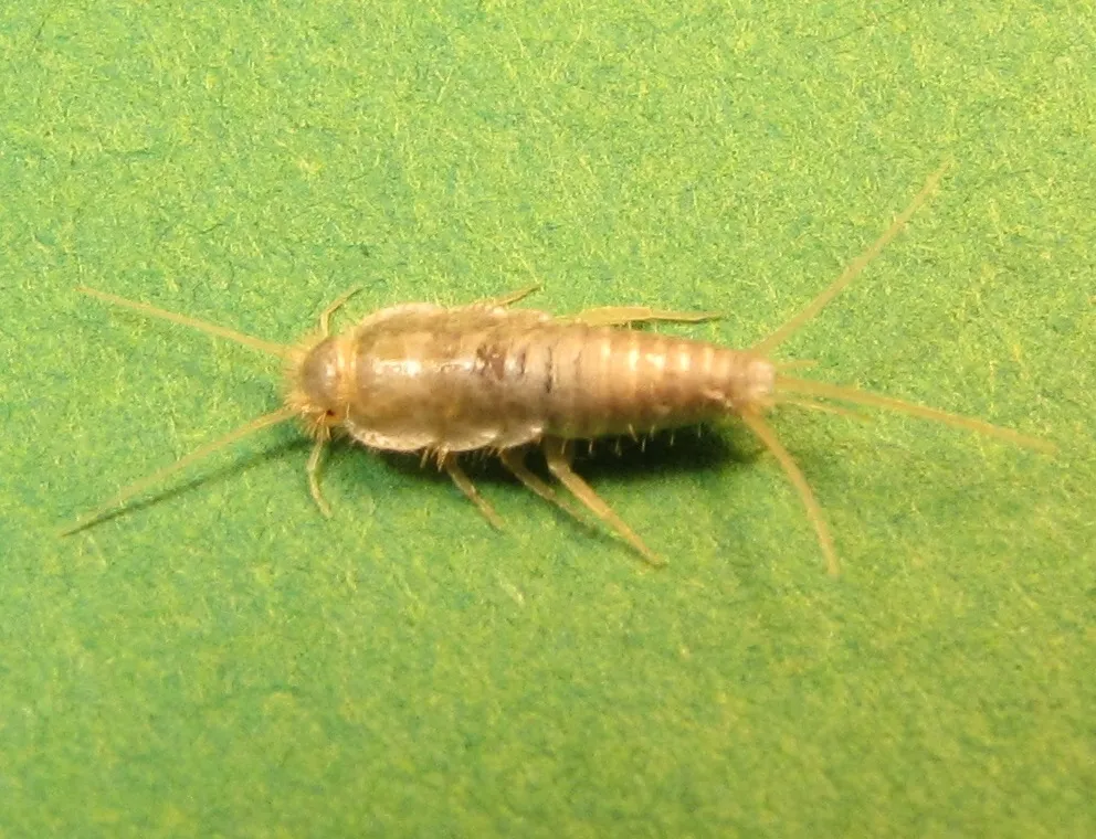 Pale tan young silverfish seen from above on a green backdrop, with a tapering, segmented body, long antennae and three long tail bristles