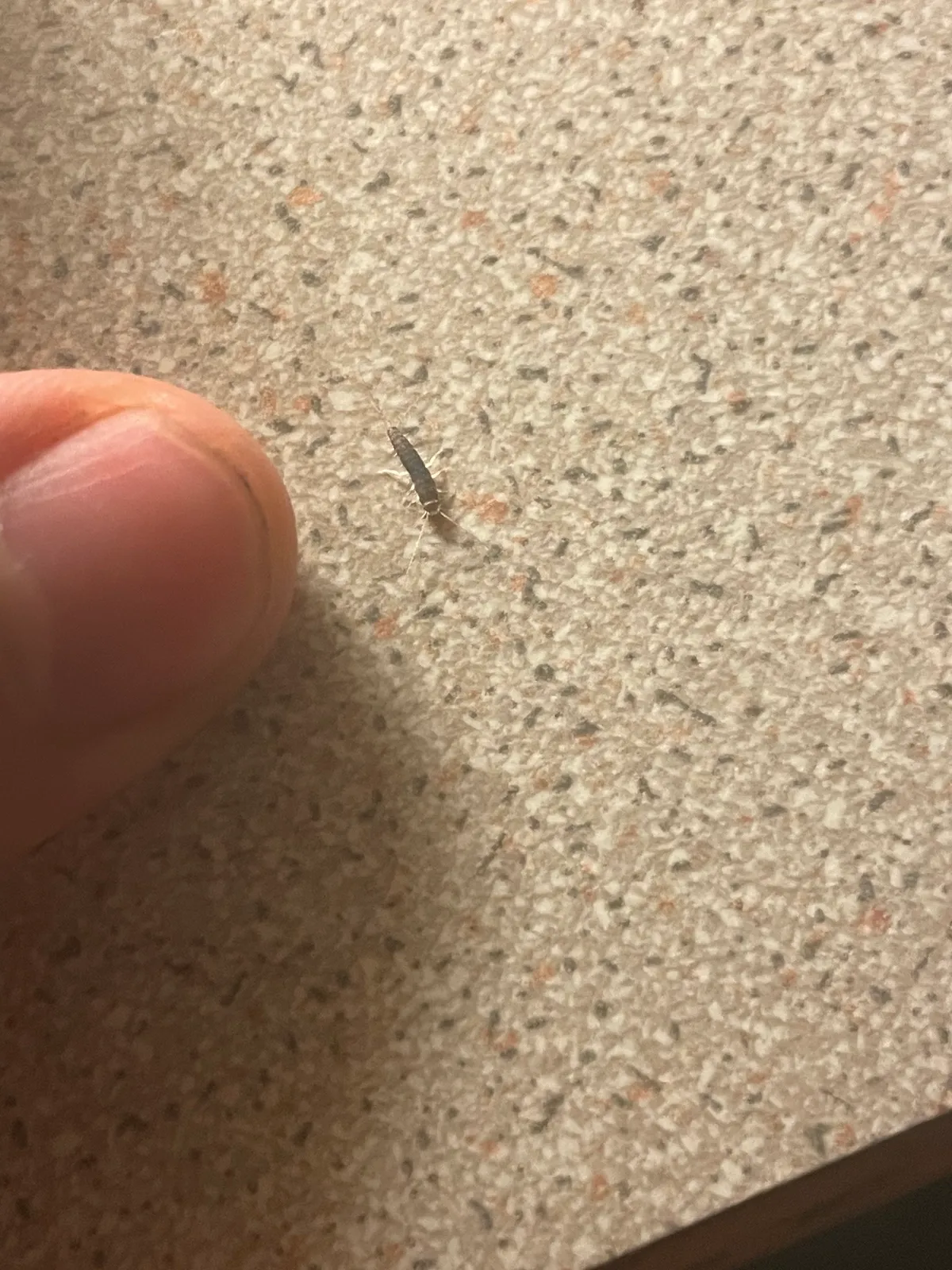 Tiny gray young silverfish with long antennae on a speckled beige surface, next to a fingertip many times its size