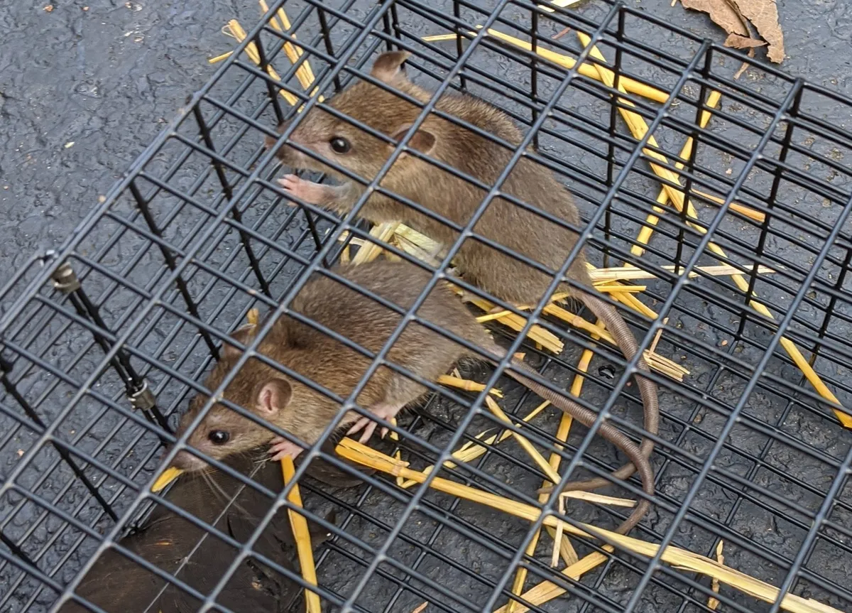 Two young brown rats inside a black wire cage trap with straw on its floor, set on wet black pavement