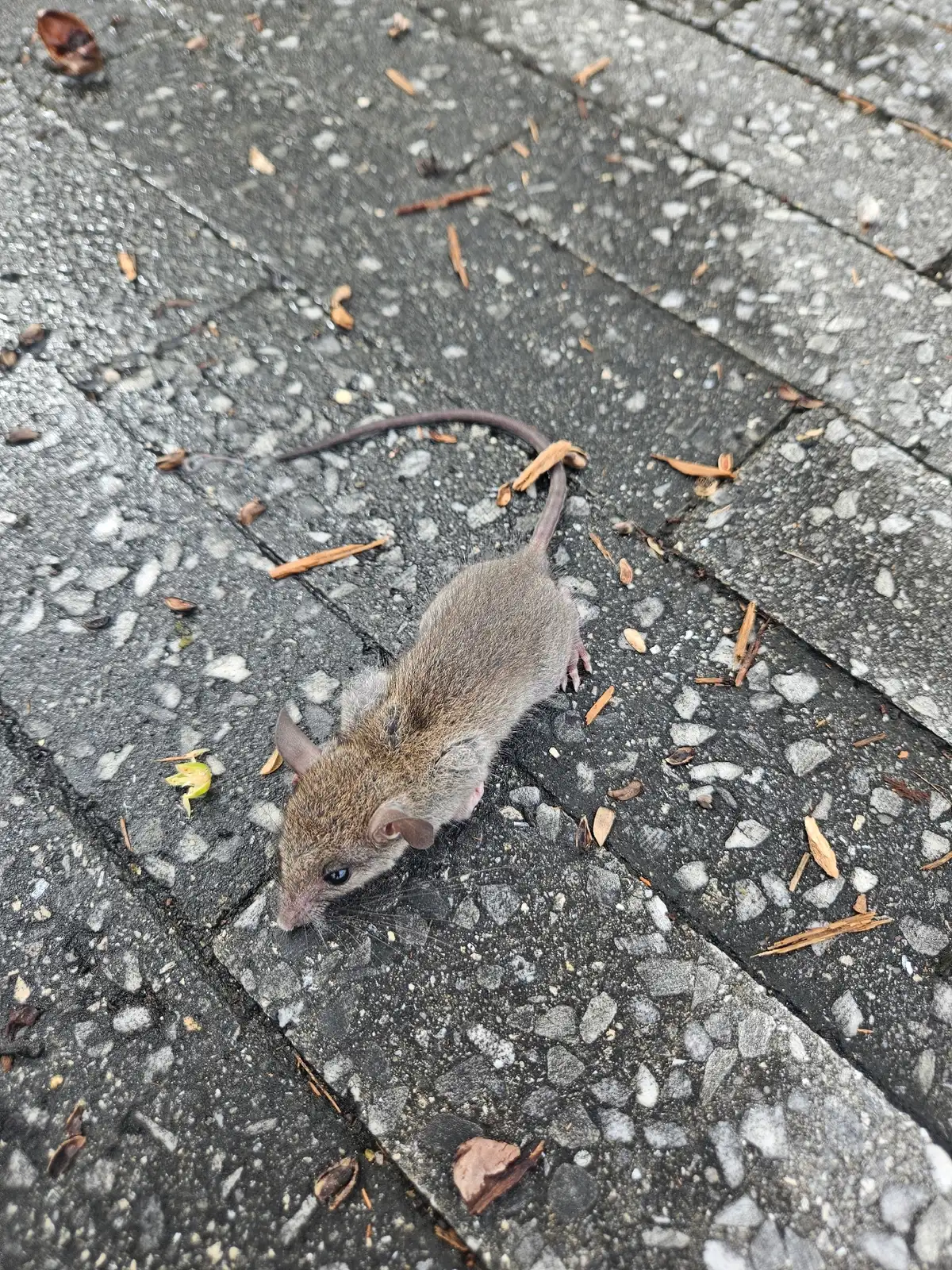 Small gray-brown young rat with large rounded ears, a dark eye and a long thin tail, crouched on a gray speckled paver walkway among bits of leaf and bark