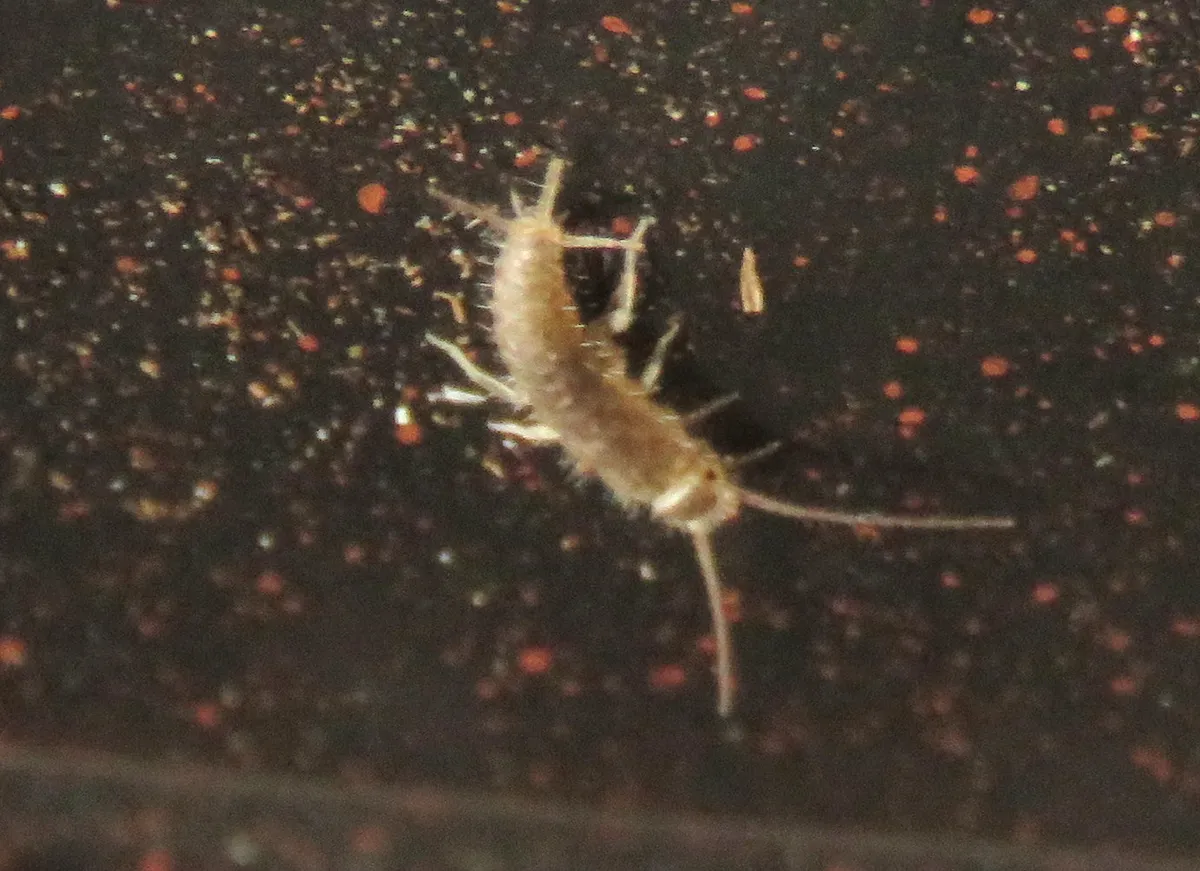 Pale, bristly young silverfish with long antennae and tail bristles on a dark, speckled surface