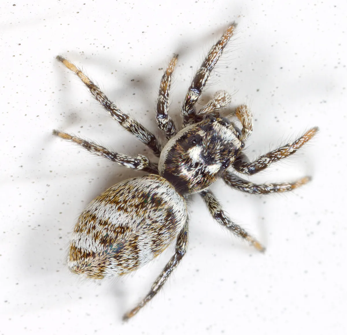 Small black-and-white striped zebra jumping spider on the white outside wall of a house